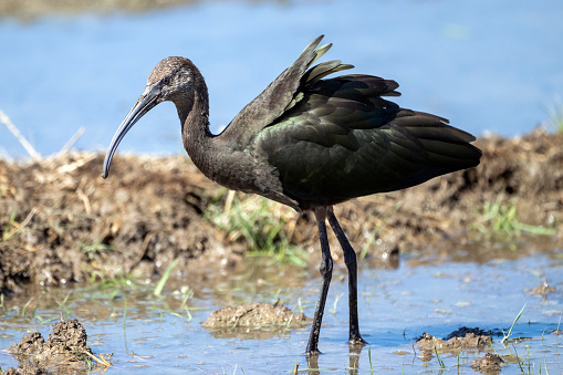 A White-faced Ibis (Plegadis chihi) in nonbreeding plumage in a pond at the San Jacinto Wildlife Area in Riverside County, southern California. This common ibis has a very large range that includes large parts of North and South America.