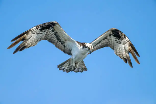 An Osprey (Pandion haliaetus) hovering over an inlet at the Bolsa Chica Ecological Reserve in coastal Orange County, southern California. This raptor, found virtually world-wide, has been something of a puzzle to taxonomists because of several atypical anatomical features.  For instance, they can move the outer toe backwards and they have horny scales on their feet, the better to catch their fishy prey. They are currently classified in a family of their own, Pandionidae.