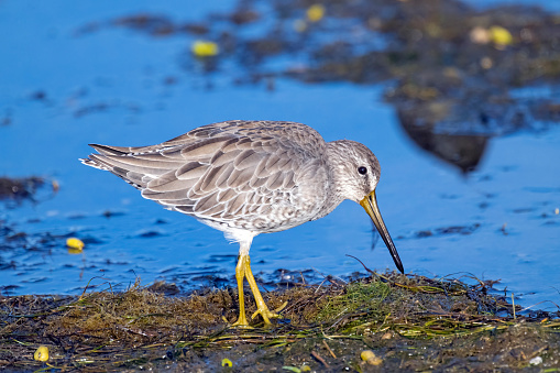 A Short-billed Dowitcher (Limnodromus griseus) in nonbreeding plumage in the shallow water of the Bolsa Chica Ecological Reserve in coastal Orange County, southern California.  This medium-sized sandpiper winters primarily along beaches of the southern United States and south through Central America and South America to Brazil.  It breeds on the arctic tundra of Canada and Alaska.