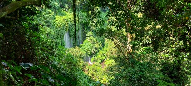 Forest view with waterfall in Lombok, West Nusa Tenggara a forest that is still beautiful with a waterfall that flows in Lombok, West Nusa Tenggara lombok indonesia stock pictures, royalty-free photos & images