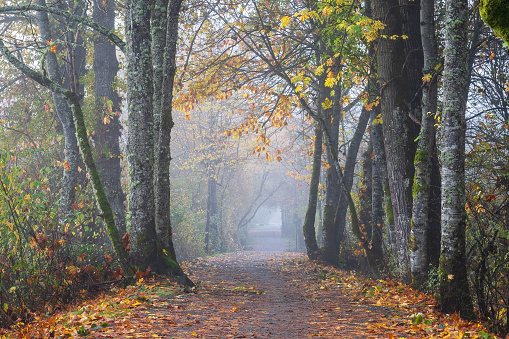 Footpath through a foggy autumn colored forest in Victoria, BC.