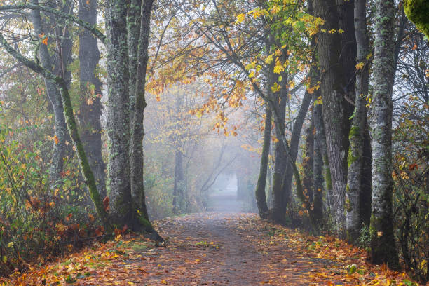 Pathway through Foggy Autumn Forest Footpath through a foggy autumn colored forest in Victoria, BC. pacific northwest region stock pictures, royalty-free photos & images