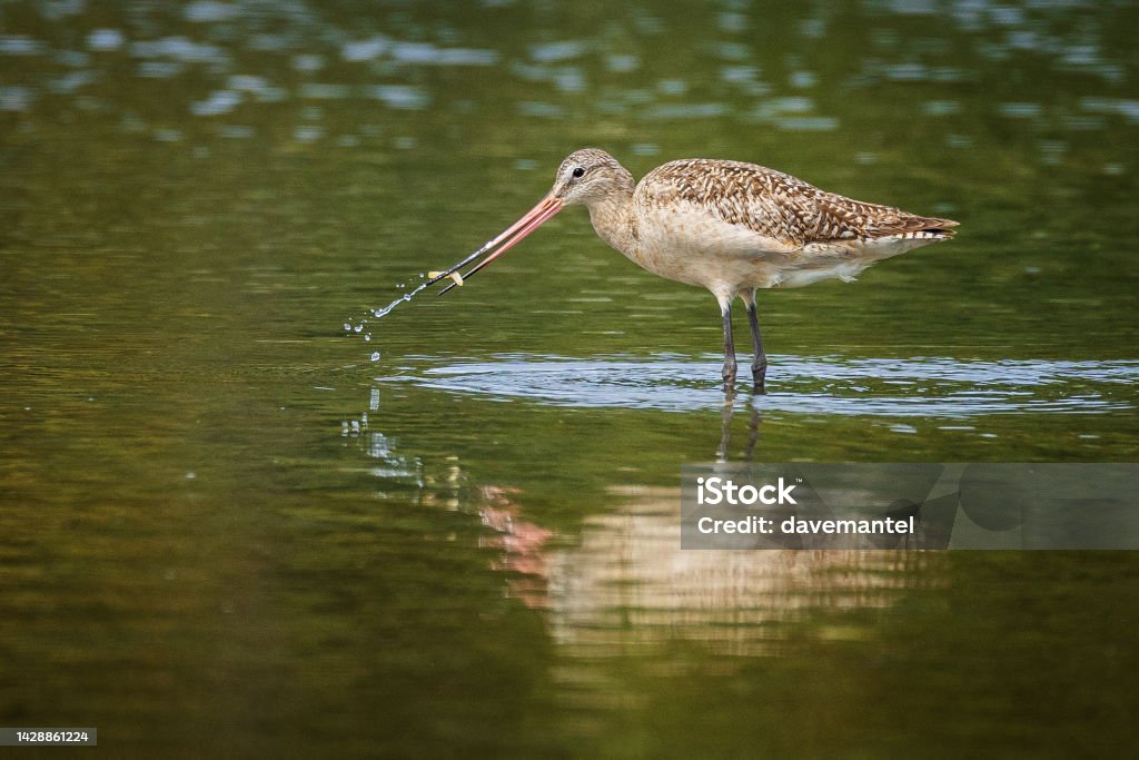 Marbled Godwit Feeding Marbled Godwit feeding in shallow water Godwit Stock Photo