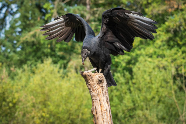 Turkey Vulture in captivity on Vancouver Island.