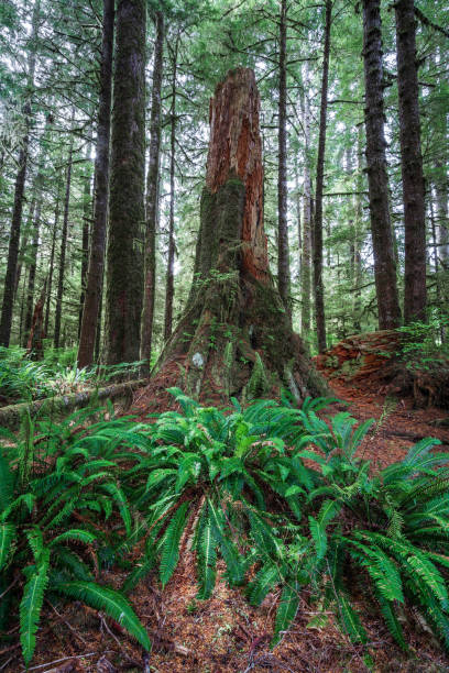 istock Old Growth Forest on Vancouver Island 1428865228