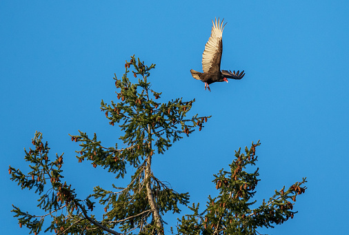 Turkey Vulture in flight on Vancouver Island.