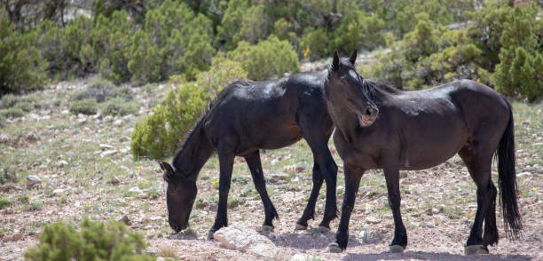 due cavalli selvaggi neri a leccata minerale nelle montagne degli stati uniti occidentali - panoramic california mountain range southwest usa foto e immagini stock
