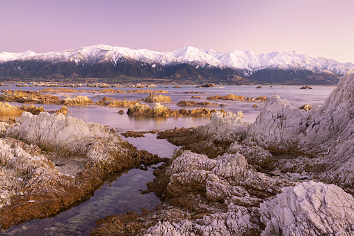 Kaikoura, New Zealand, where the mountains meet the sea. Dawn on a beautiful clear day and a pink glow lights up the rocks, ocean and distant snow-capped mountains. Due to a powerful 7.8 magnitude earthquake in 2016, a 20km stretch of the Kaikoura coastline was lifted by up to 2 meters, so the rocks in the foreground would probably have been under water before the quake.