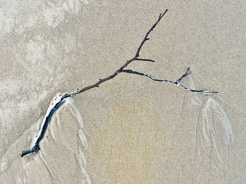 Horizontal seascape of sand shoreline at low tide with tree branch washed up at waters edge of coastline beach Australia