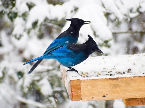 istock Two Steller’s Jays in the snow 1428872538