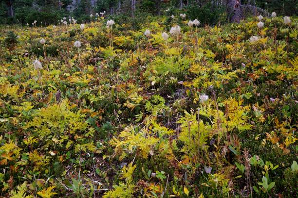 istock Helen Lake Trail 1428874969