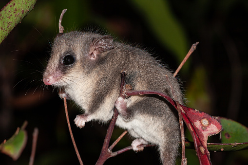 Eastern Pygmy Possum climbing in bushes