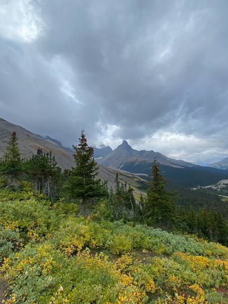 Parker Ridge Parker Ridge, accessed from the Icefields Parkway, offers stunning views of peaks and glaciers in Banff National Park, Alberta, Canada. saskatchewan glacier stock pictures, royalty-free photos & images