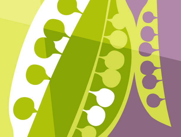 ilustraciones, imágenes clip art, dibujos animados e iconos de stock de diseño vegetal abstracto en estilo de corte plano. guisantes verdes en una silueta de vaina y sección transversal. - green pea food vegetable healthy eating