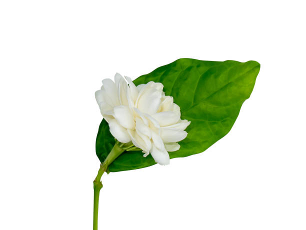 istock Close up of white jasmine flower on white background. 1428881692