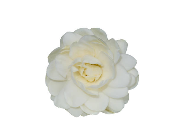 istock Close up of white jasmine flower on white background. 1428881696