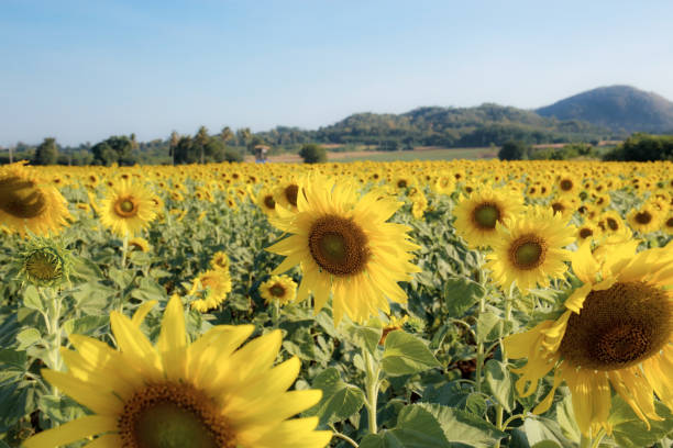 istock Sunflower on field with the colorful. 1428883686