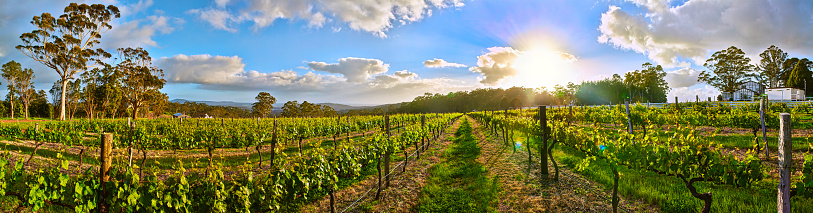 Rows of grapevines in a central California vineyard.