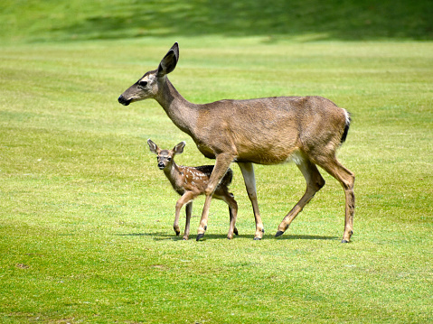 Black tailed deer with fawn in California