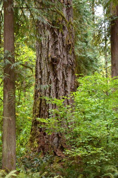 Old growth Douglas fir in Lewis and Clark State Park
