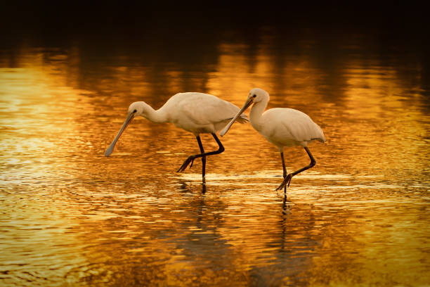 istock Two beautiful Eurasian Spoonbill or common spoonbill (Platalea leucorodia) walking in shallow water hunting for food at sunset. 1428895544