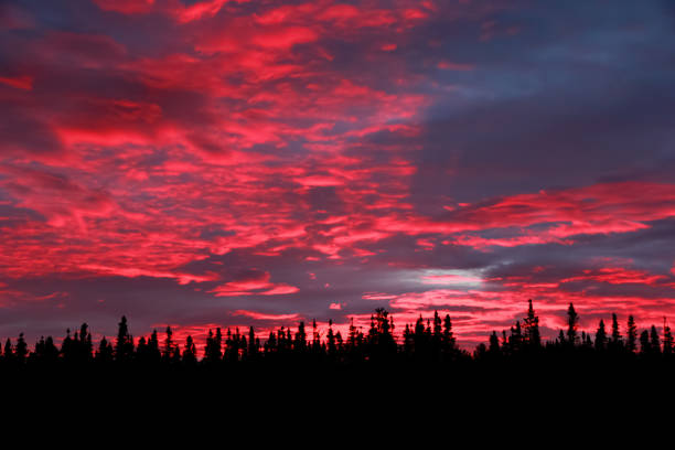 beautiful red and blue sunset in the dark pine forest. - pine sunset night sunlight imagens e fotografias de stock