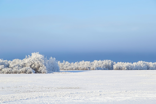 Paisaje invernal de pradera con árboles helados y cielo azul. photo