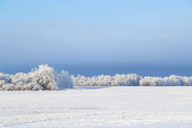 paysage hivernal des prairies avec des arbres givrés et un ciel bleu. - frozen ice sky sun photos et images de collection