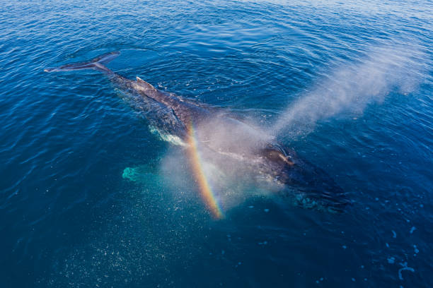 istock Humpback Whales in Glassy Water 1428897583