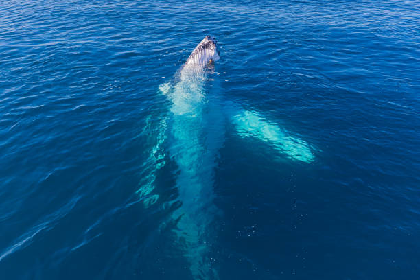 istock Humpback Whales in Glassy Water 1428897680