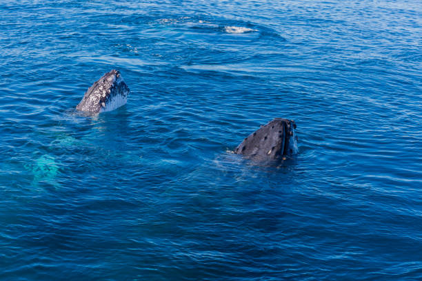 istock Humpback Whales in Glassy Water 1428897686