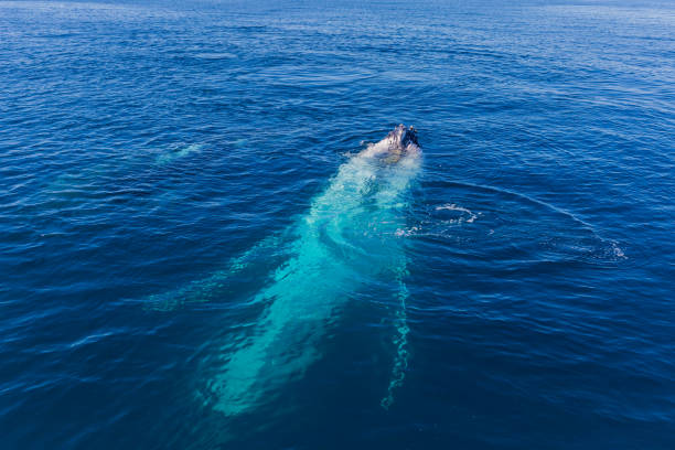 istock Humpback Whales in Glassy Water 1428897694
