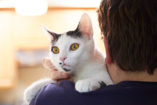 istock White cat with black markings is sitting on a man's shoulder 1428899190