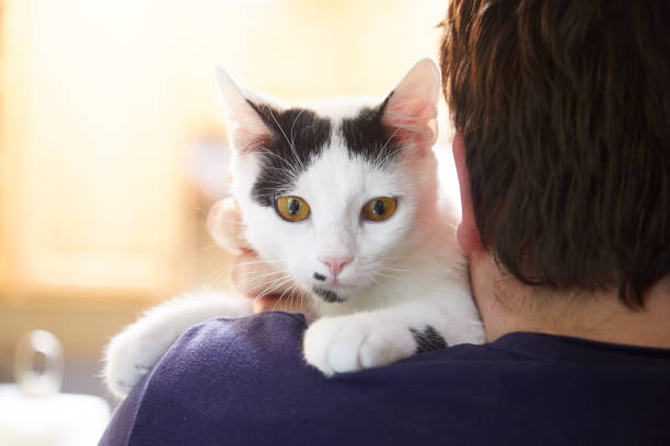 istock White cat with black markings is sitting on a man's shoulder 1428899196