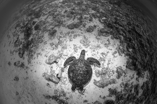 Black and white photo of a Green Turtle, The Great Barrier Reef Australia