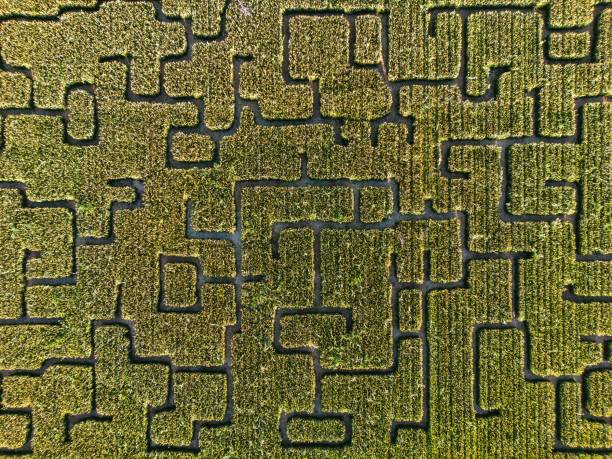istock Pumpkin patch maze in a corn field from above 1428902341