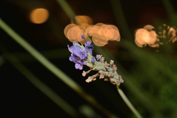 The bulbs behind the violet look like several suns at night, shining the violet.