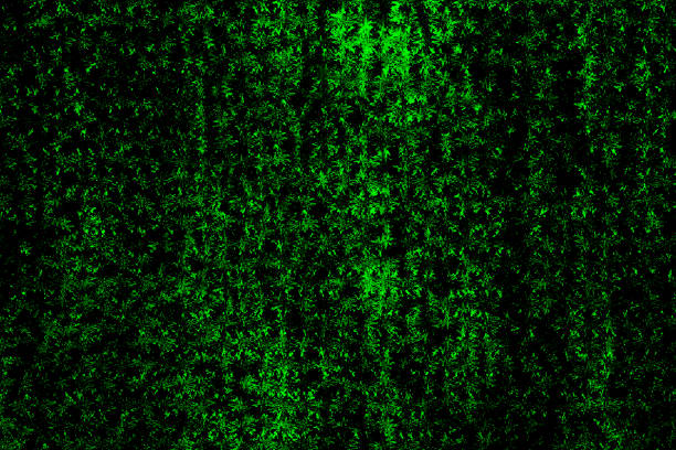 Abstract dark green texture of forest vegetation