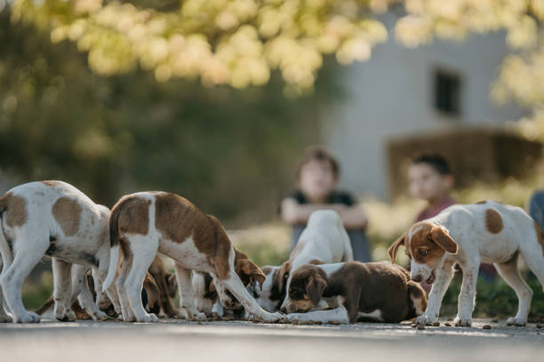 Two little boys feeding group of abandoned puppies in animal shelter