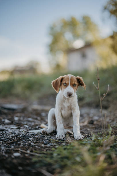 istock Cute puppy relaxing in nature 1428910422