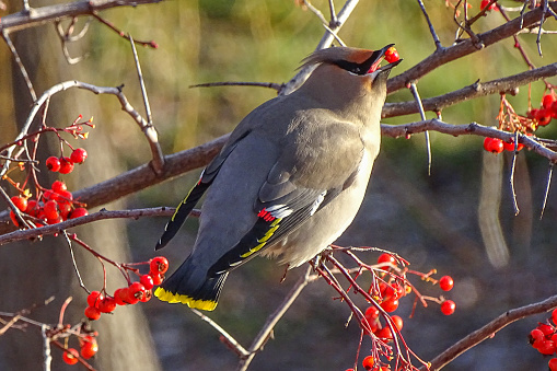 A bohemian waxwing feeds on bright red berries in a tree