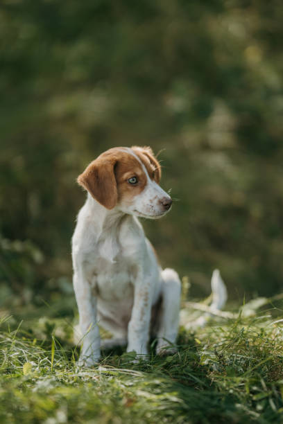 istock Cute puppy relaxing in nature 1428910449