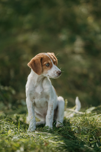 Cute brown and white puppy with blue eyes sitting in nature on sunny day