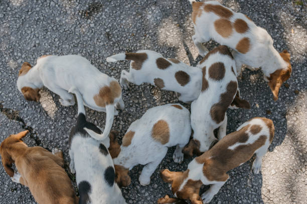 istock Street dogs eating granule 1428910832