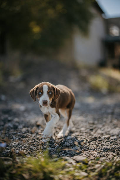 istock Puppy walking in park 1428911778