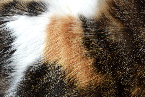 Cat fur texture background. Calico or tortoiseshell cat fur background. Pet hair or coat texture.