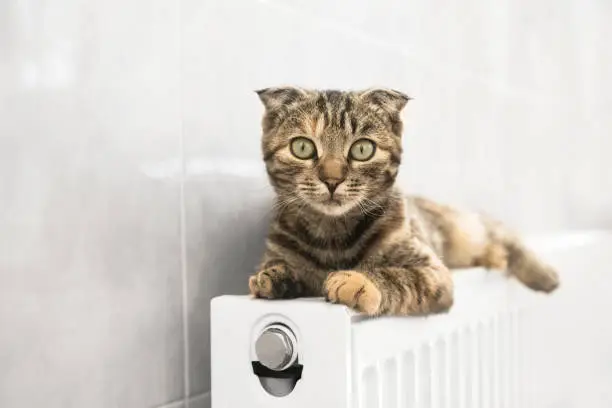 Photo of Portrait of a striped cat with green eyes lying on a heating radiator indoors