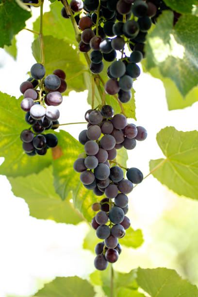 istock bunches of ripe grapes in the garden, harvesting, space for text, background 1428914607
