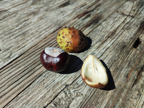 Chestnuts still in it`s spiky shell