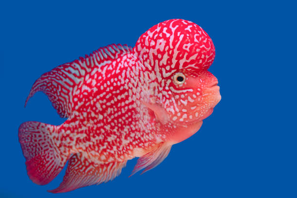 istock Color fish on the blue background, wallpaper 1428915743
